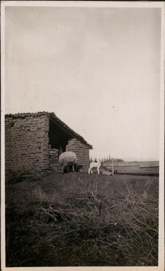 Sheep grazing