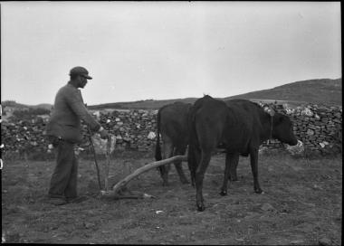 Naxos. Man with oxen