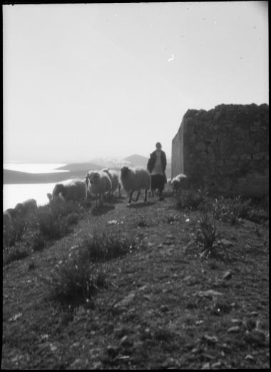 Euboea, Chalcis. Fort and sheep