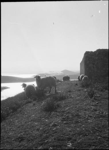 Euboea, Chalcis. Fort and sheep