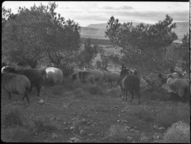 Attica, Tourkovouno. Sheep