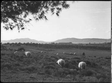 Attica, Tourkovouno. Sheep