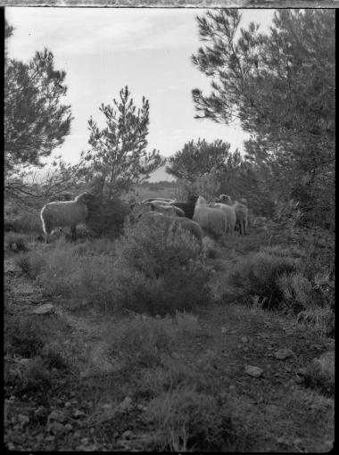 Attica, Tourkovouno. Sheep