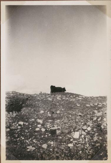 Cyprus. Bull[s] on a hill