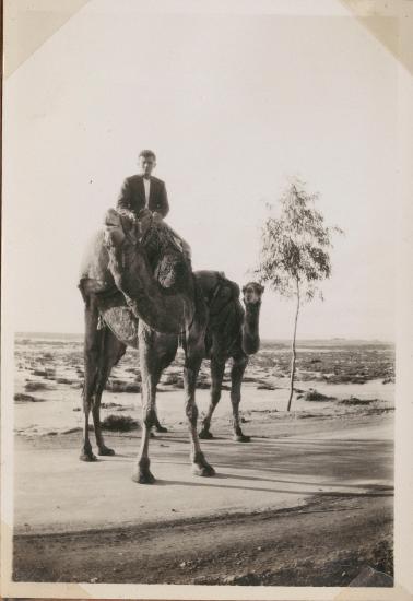 Cyprus. Camels in road with man riding