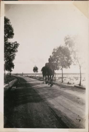 Cyprus. Camels walking along the road