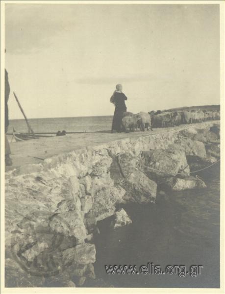 Γυναίκα με πρόβατα δίπλα στη θάλασσα, Ραφήνα.