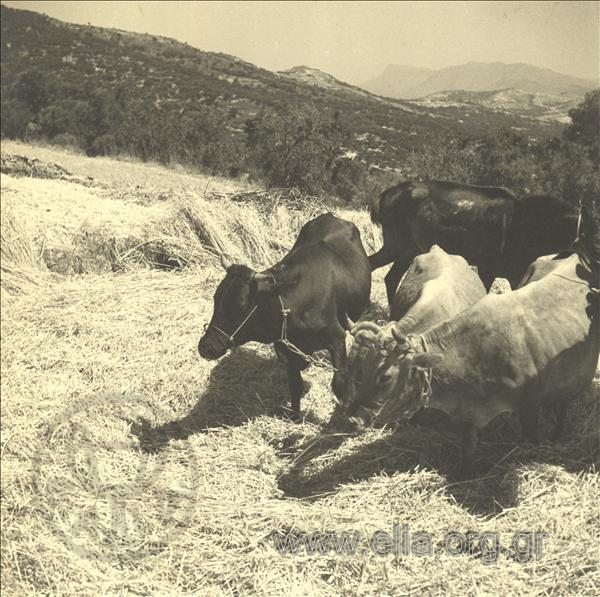 Threshing