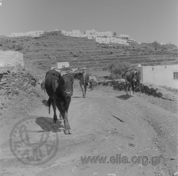 Αγελάδες.