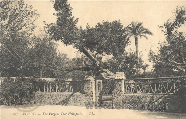 Egypt. - The Virgins Tree Heliopolis.