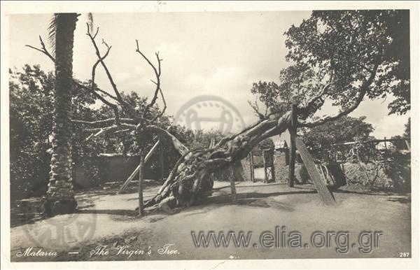 Mataria - The Virgin's Tree.