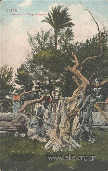 Caire. Arbre de la Vierge à Matarieh.