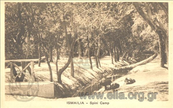 Ismailia. - Spini Camp (Bois de Chacal).