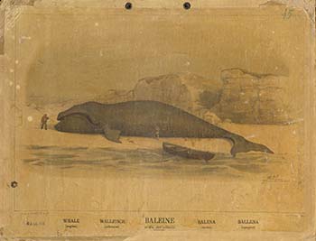 Φάλαινα