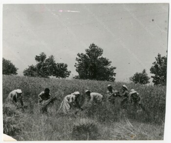 Scythe harvestive at Kambochori Imathia