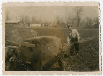 Ploughing at Roumlouki