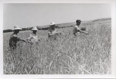 Village people reaping wheat