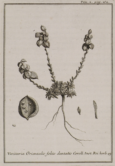 Φυσοειδές (Vesicaria Orientalis foliis dentatis).