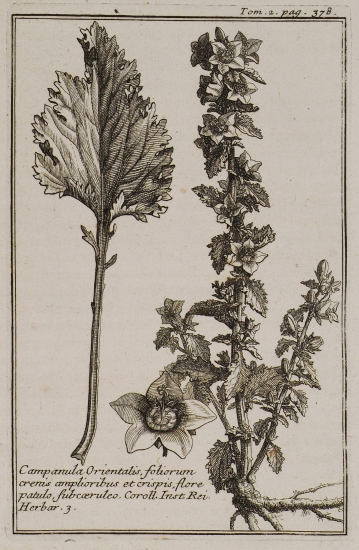 Καμπανούλα (Campanula Orientalis, foliorum crenis amplioribus et crispis, flore patulo, subcoeruleo).