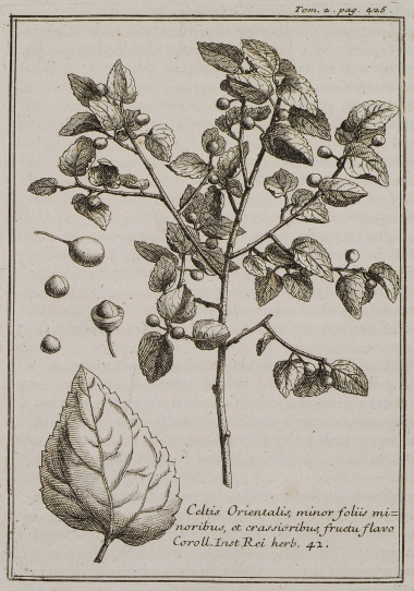 Κελτίς ή μελικουκκιά (Celtis Orientalis, minor foliis minoribus, et crassioribus, fructu, flavo).