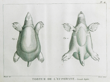 Χελώνα με μαλακό καύκαλο του είδους Rafetus euphraticus, την οποία σκότωσε ο Olivier ενώ διέσχιζε τον Ευφράτη. Εικ. 1: Απεικόνιση του άνω μέρους του σώματος. Εικ. 2: Απεικόνιση του κάτω μέρους του σώματος.